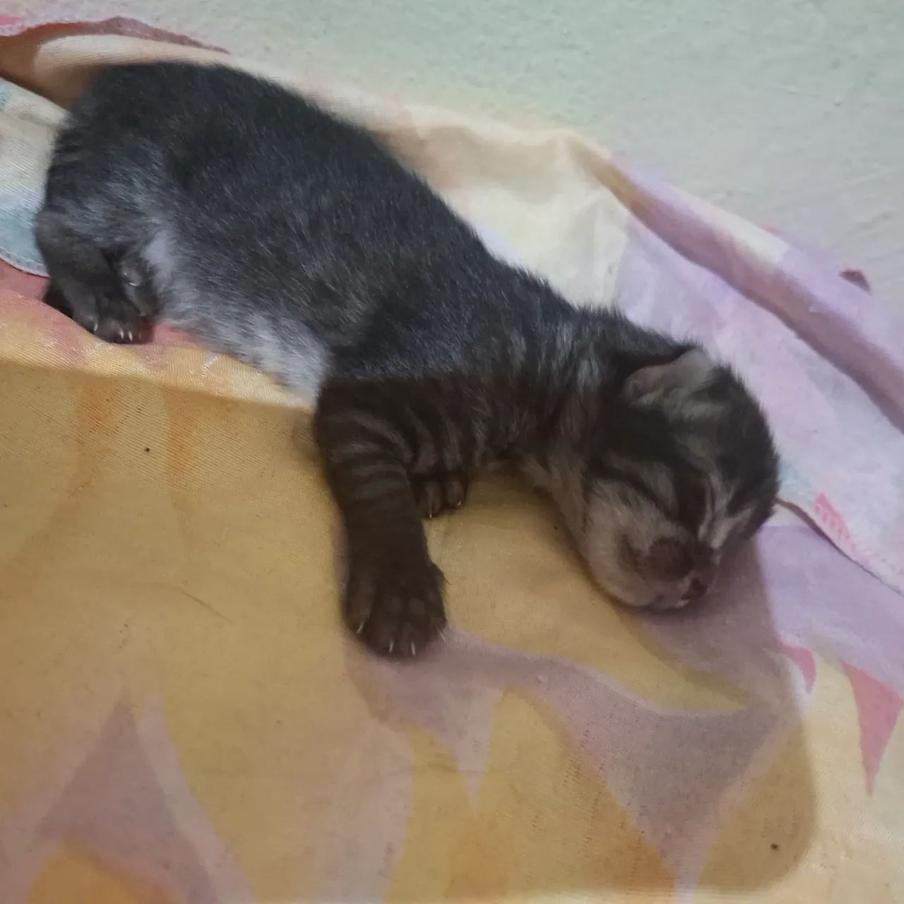 4 gatinhas fofinhas para adoção - Foto 6