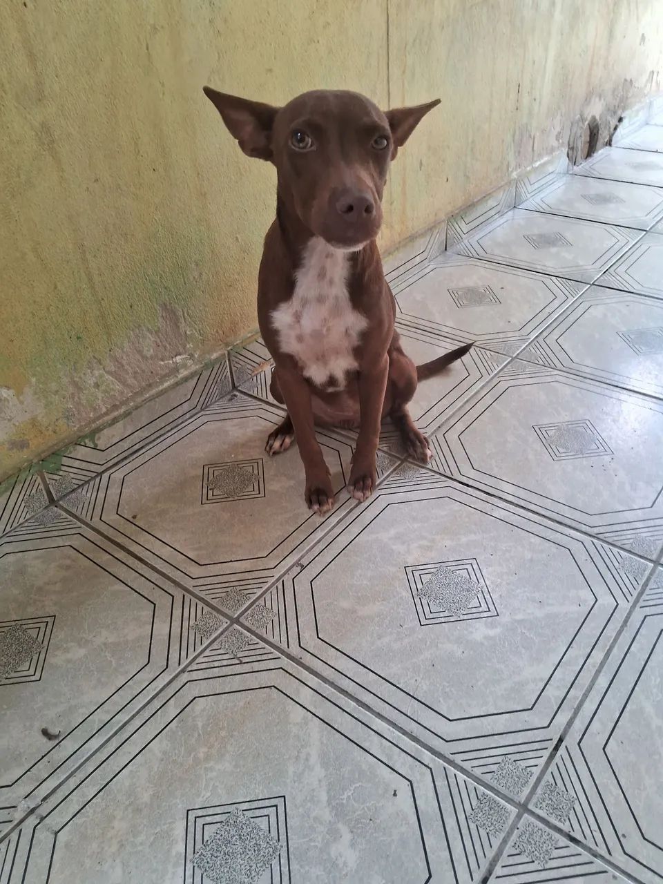 Cachorro fêmea de porte pequeno para adoção - Foto 3