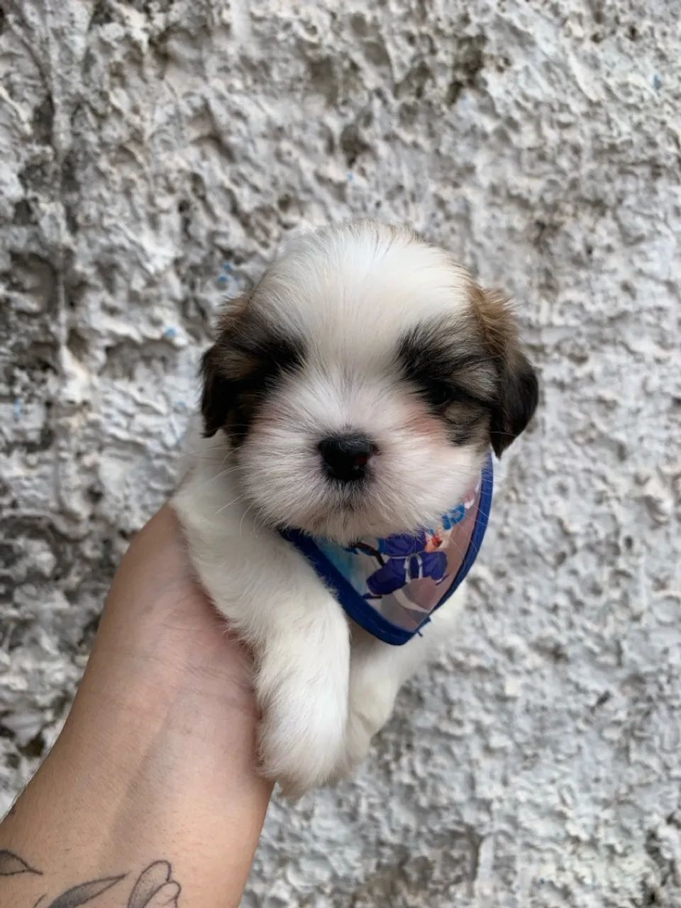 Shihtzu macho - Foto 3