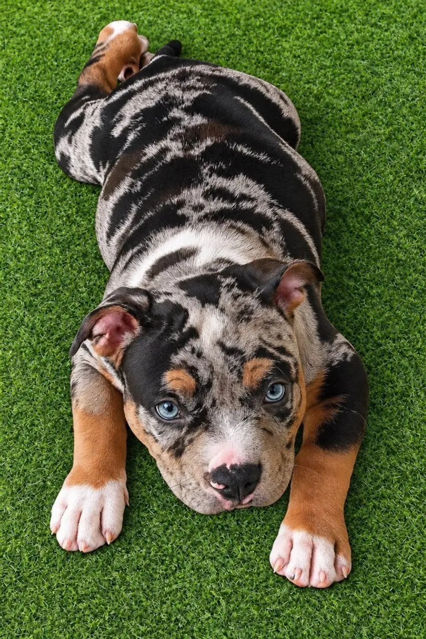 AMERICAN BULLY - Foto 4