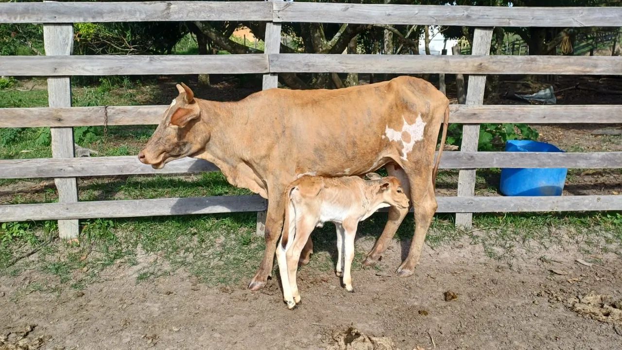 Vendo novilha 1 cria