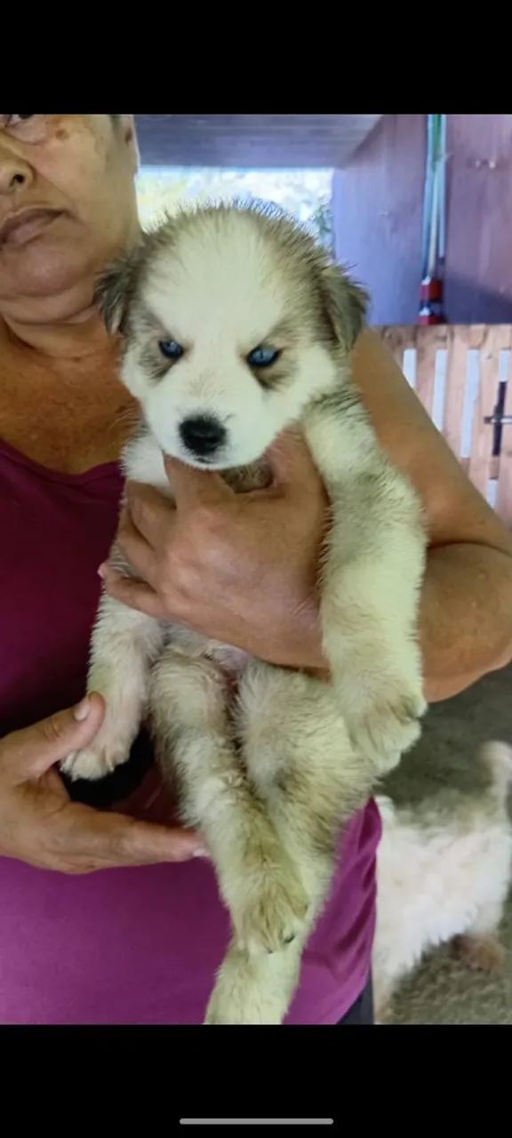 Husky siberiano  - Foto 4