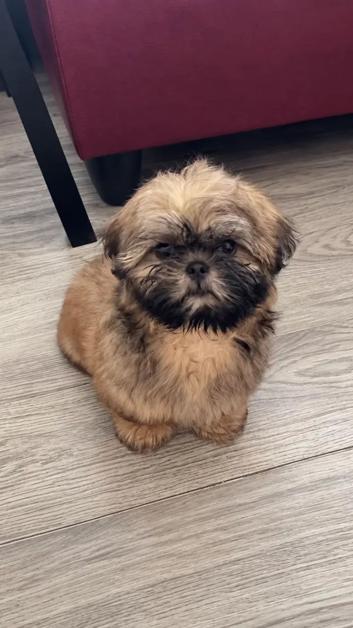 Shih-tzu 