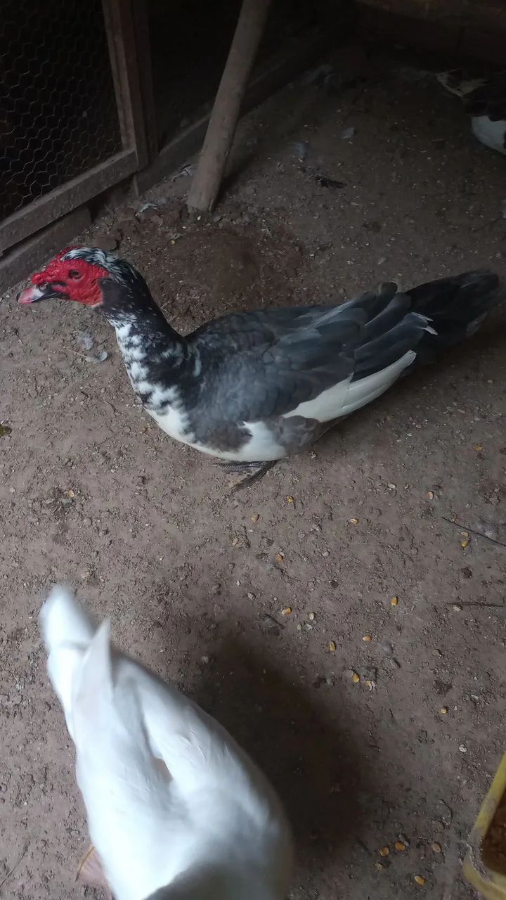 Pato e patas  - Foto 4