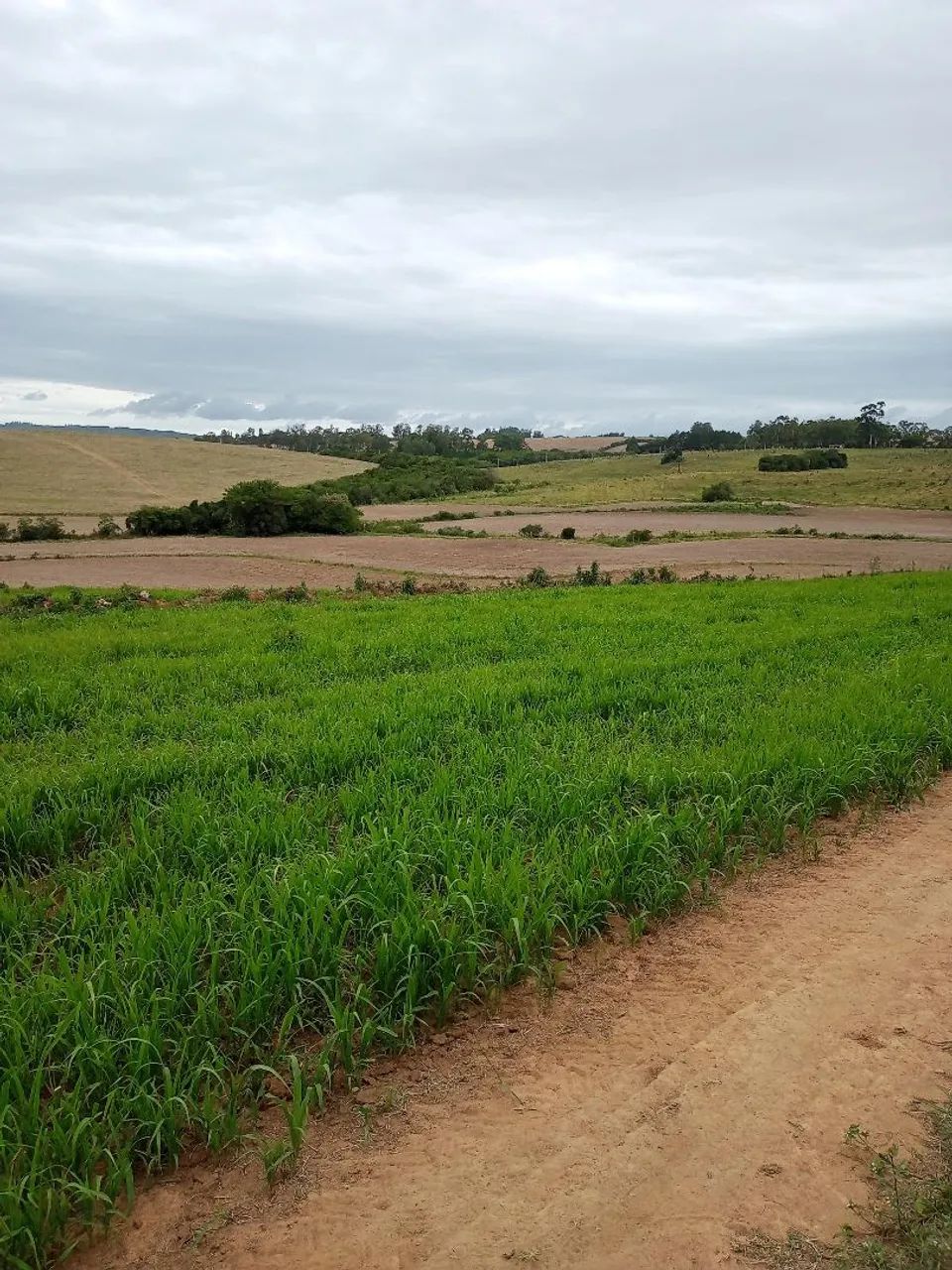 Campo com 14 hectares  - Foto 13