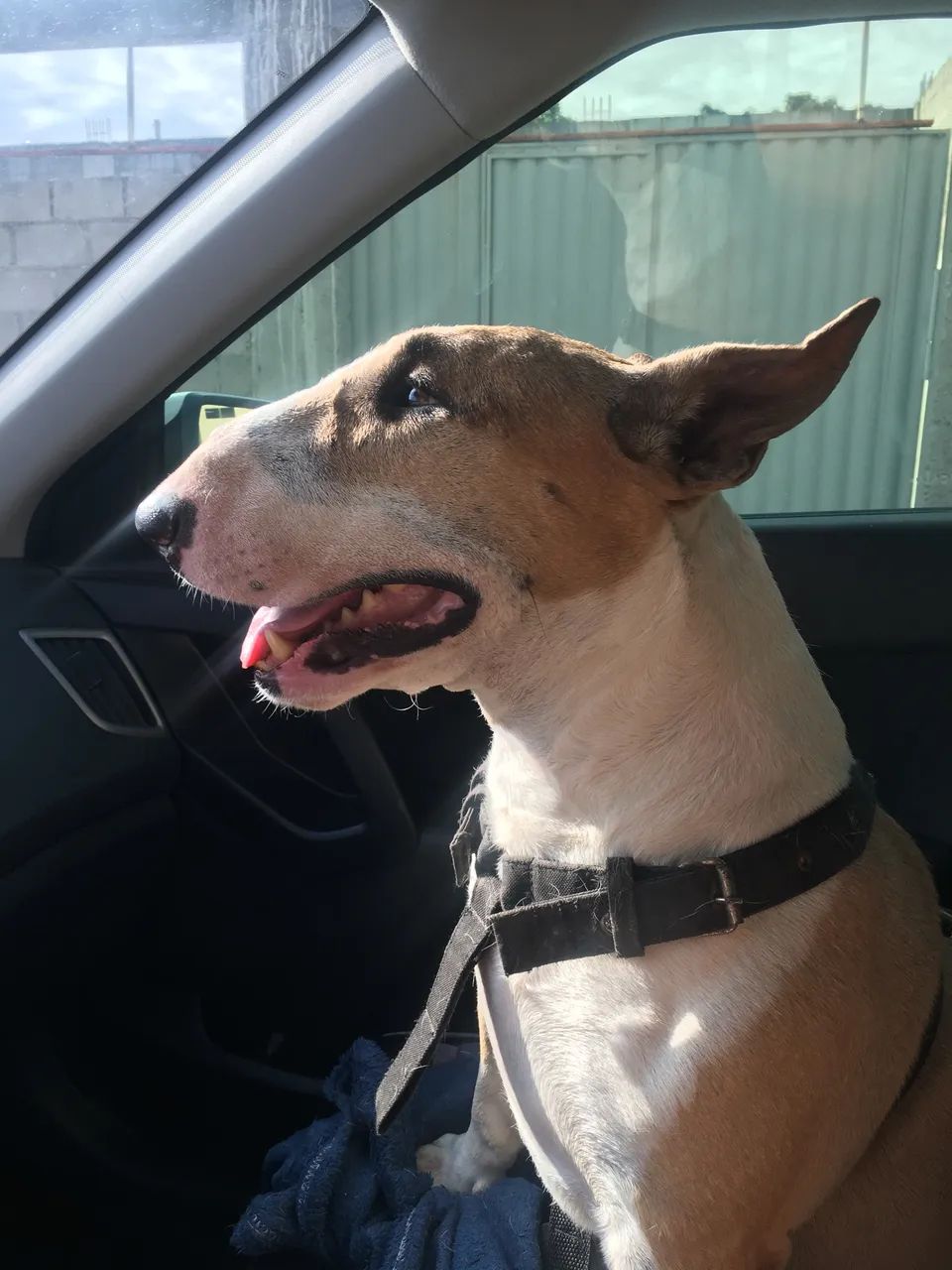 Bullterrier para monta  - Foto 2