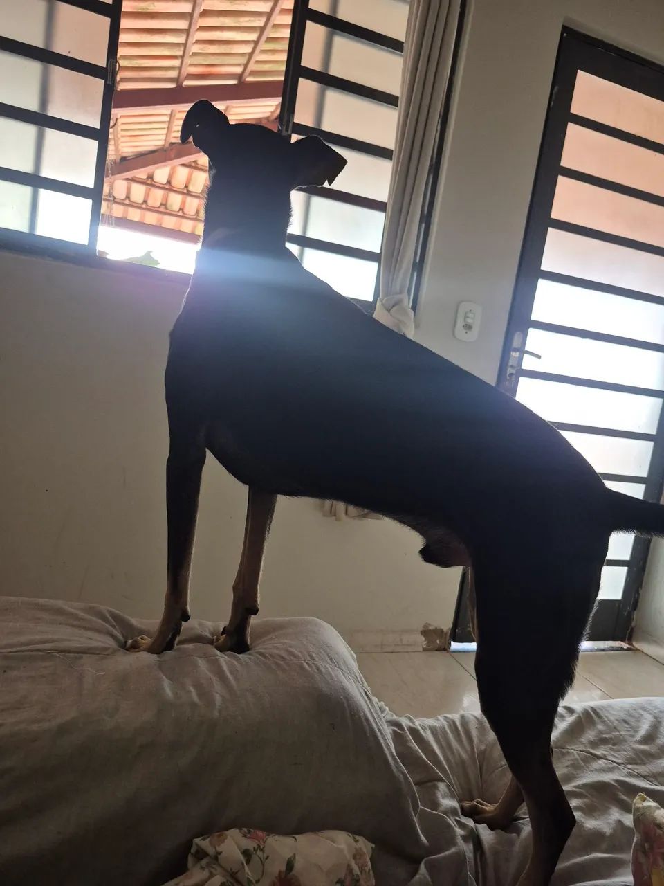 Doação de pet lindo! Zeca ? - Foto 3