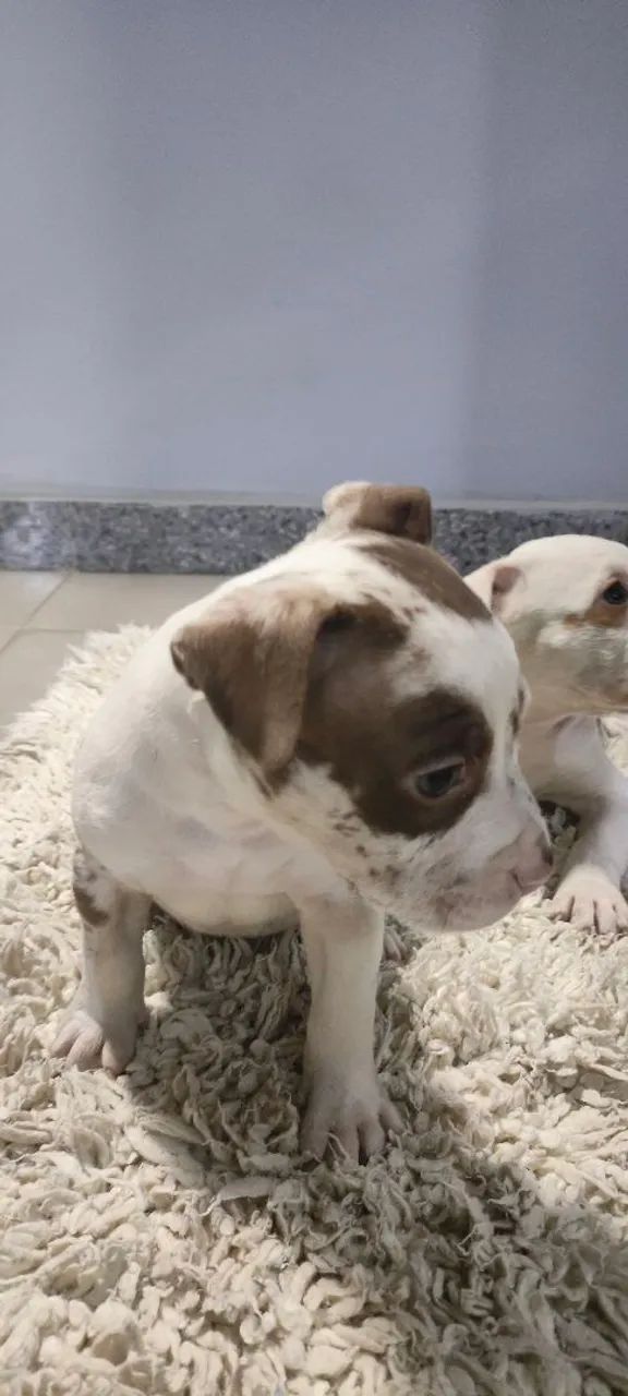 Cachorro - Foto 5
