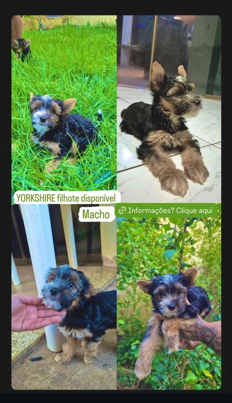 Yorkshire filhote  em Porto Velho  - Foto 2