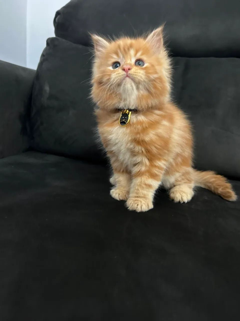 Maine coon macho Red  - Foto 4