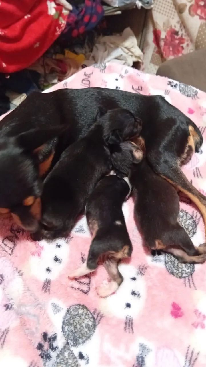 Cachorro pinche 01 - Foto 3