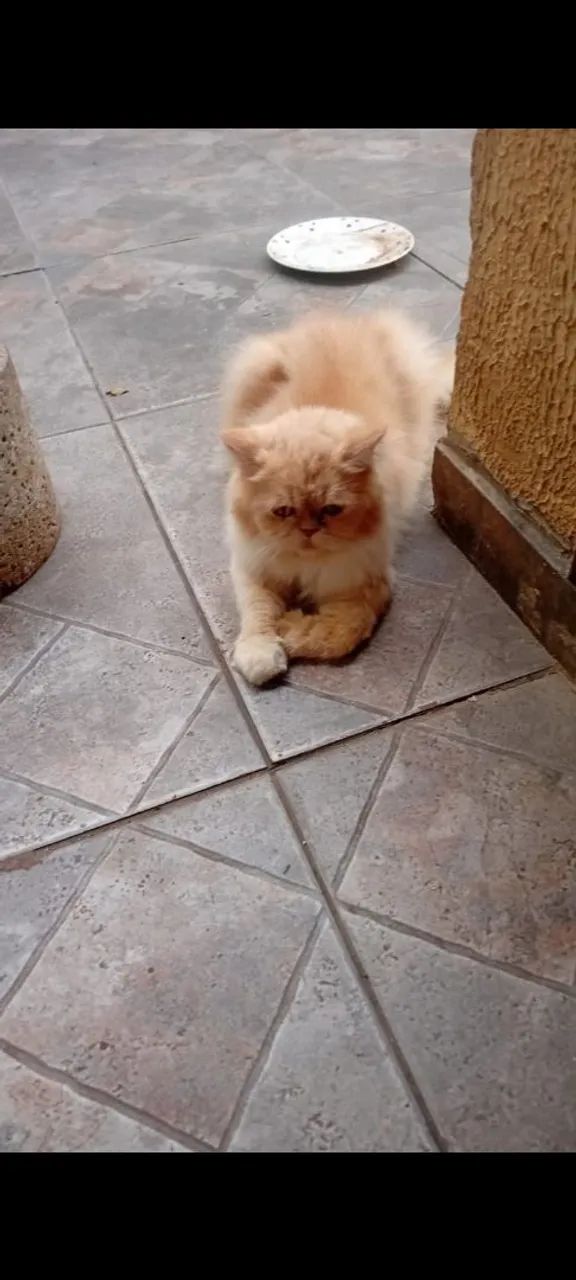 Vendo urgente essa gatinha  - Foto 3