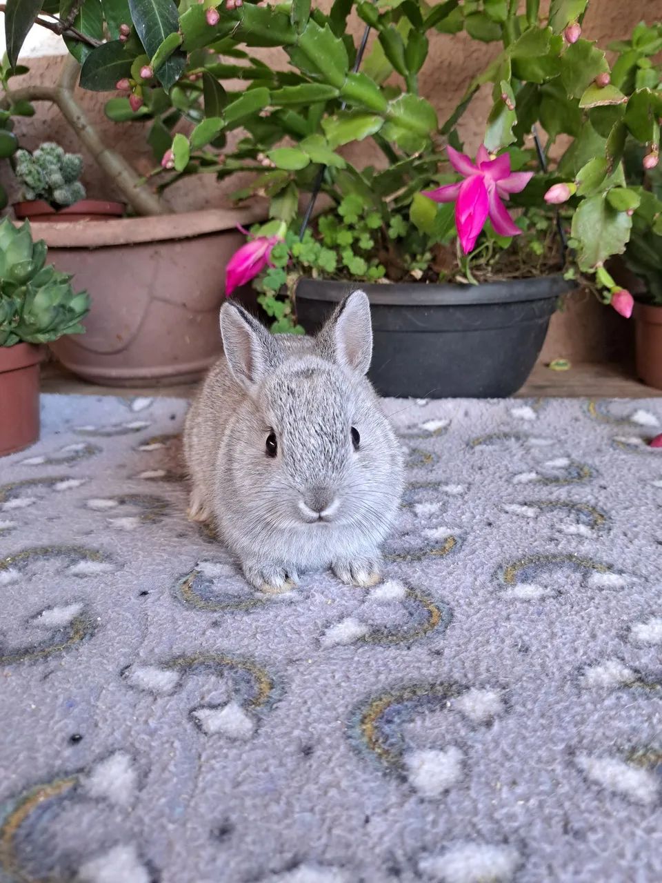 Mini coelhos , menor raça do mundo anão netherland  - Foto 3