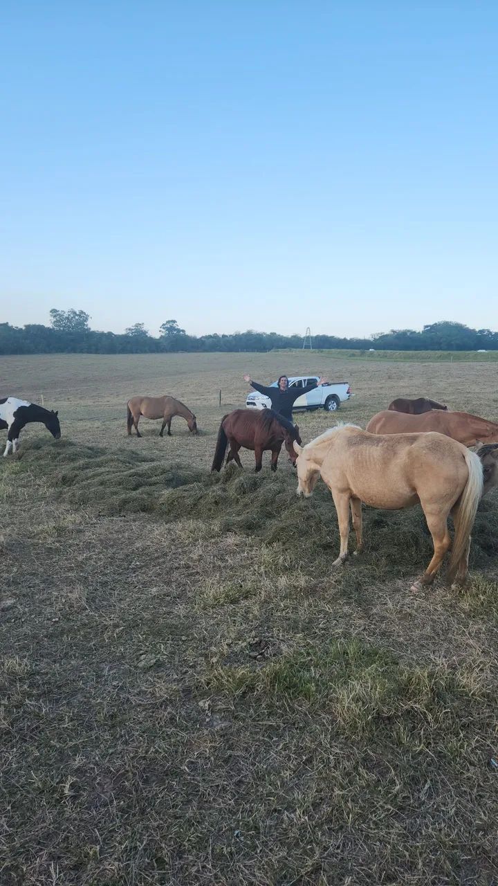 Venda Cavalos Paseio e cavalgada - Foto 3