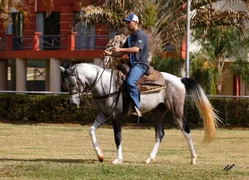 Cavalo árabe - Foto 3