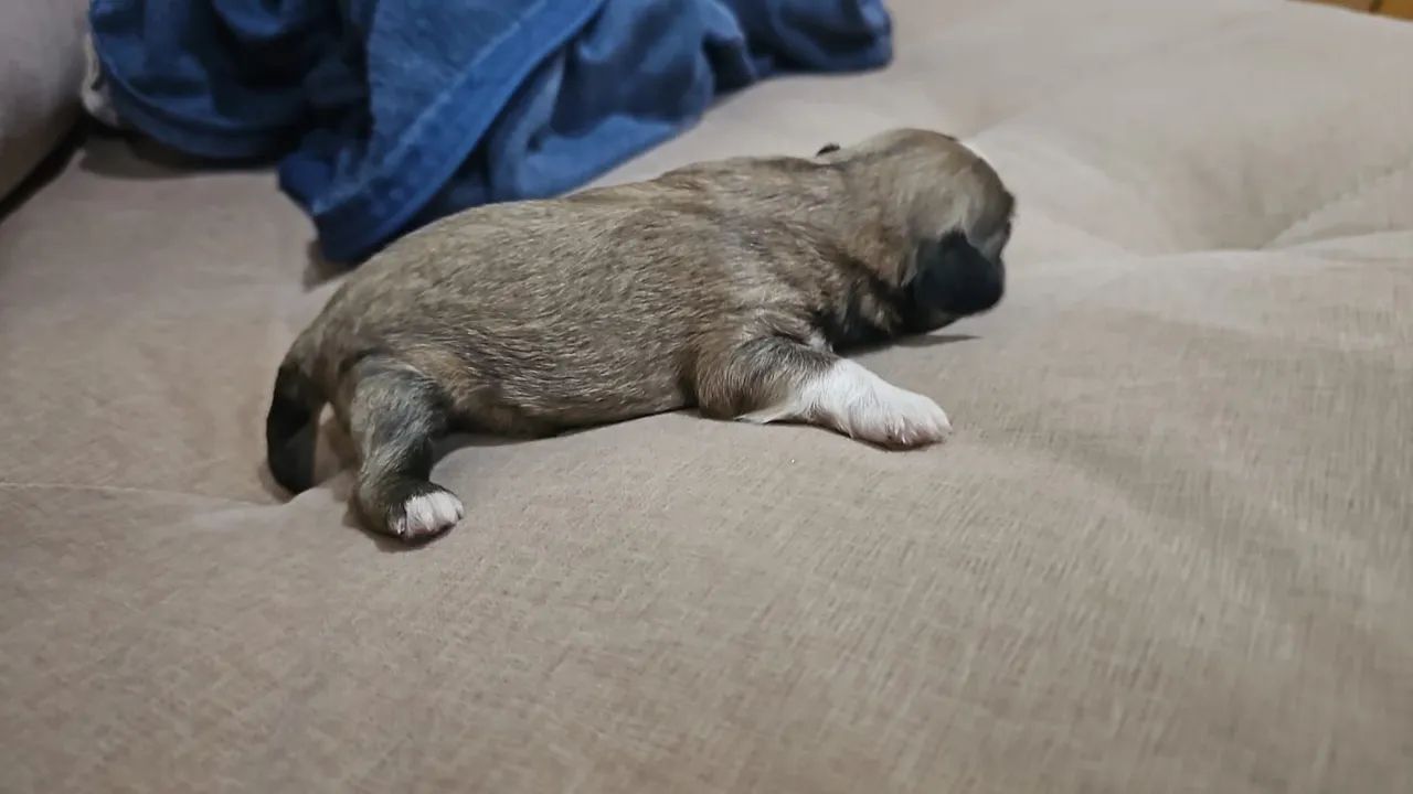 Shitzu  - Foto 3