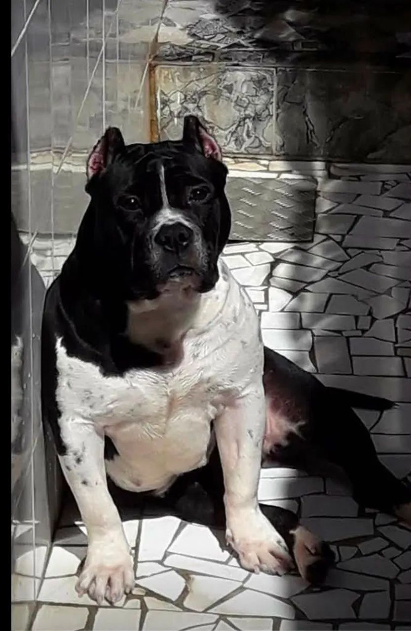 American bully  - Foto 3
