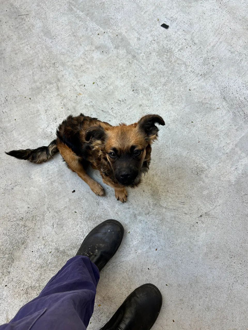 Cachorra pra doação  - Foto 5