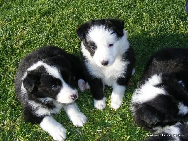 Border collie a venda 