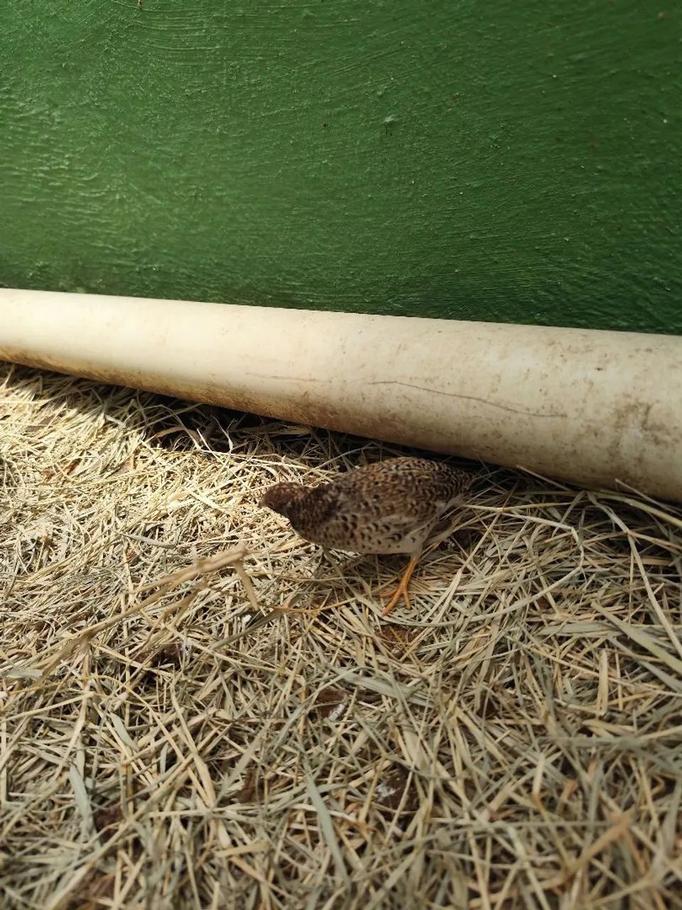 Vendo 10 codornas fêmeas gigantes e 1 chinesa - Foto 4