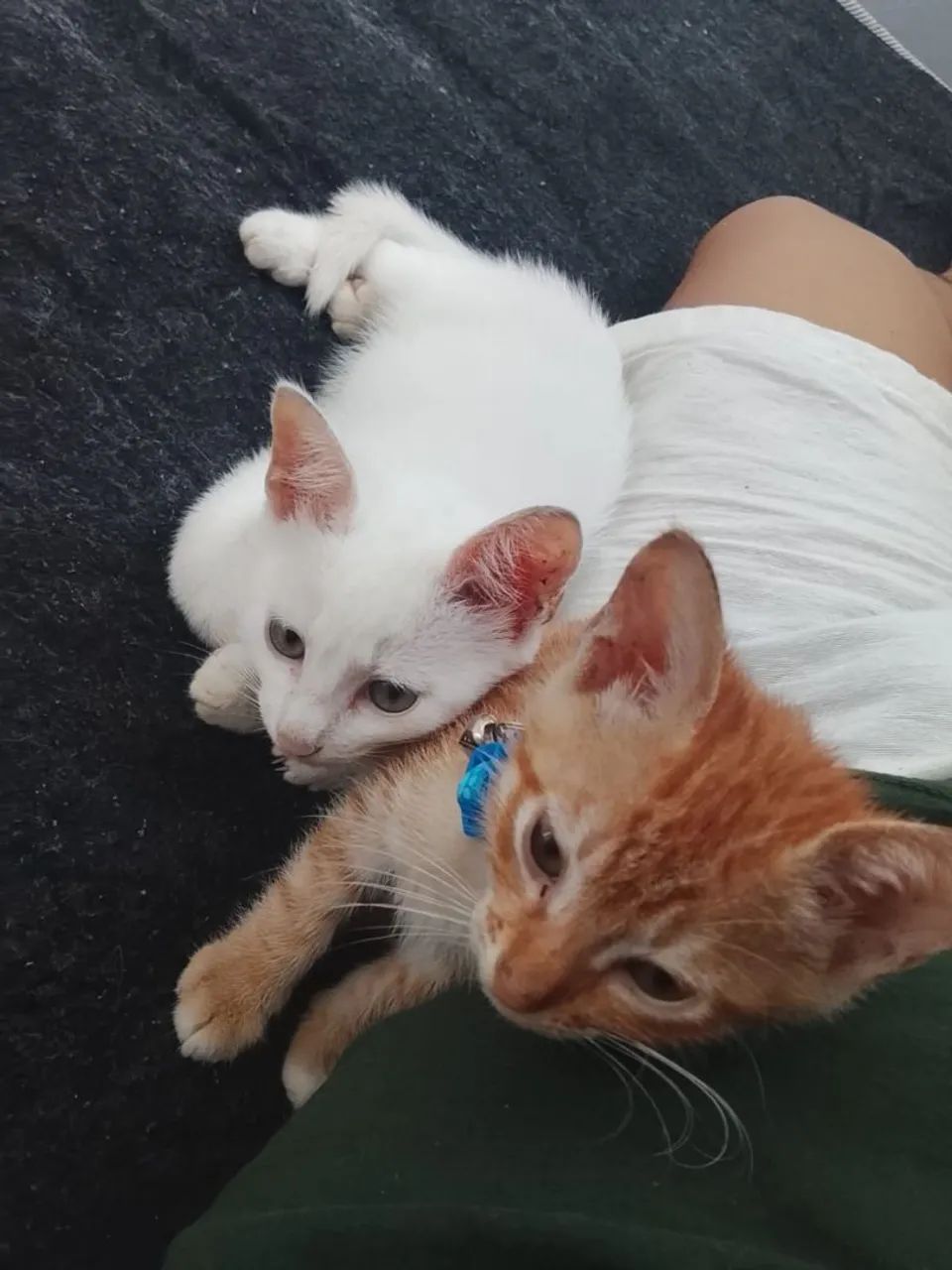 Gatinhos pra adoção 