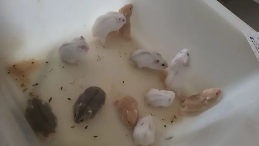 Hamster anão russo - Foto 4
