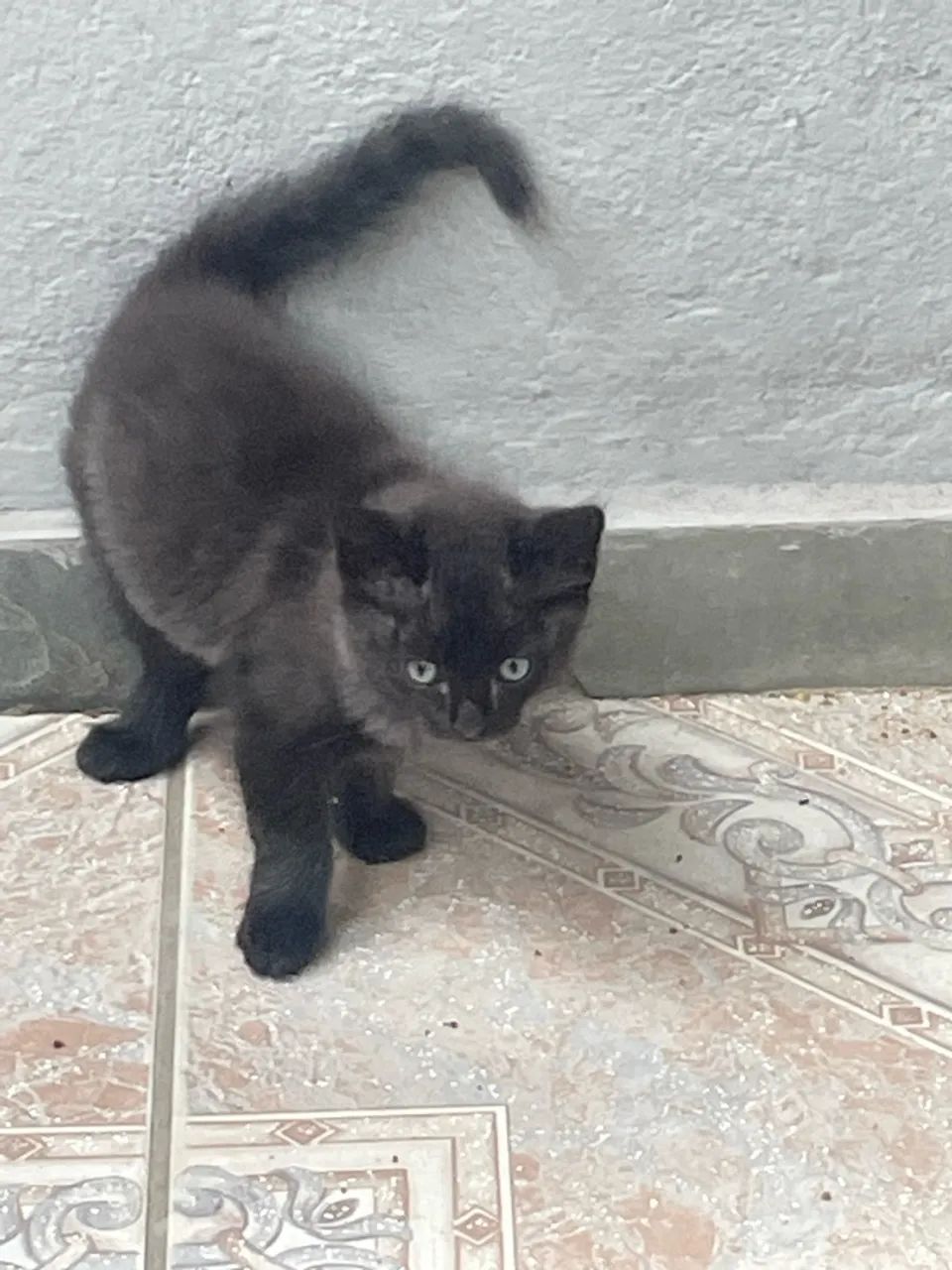 Gatinhos 