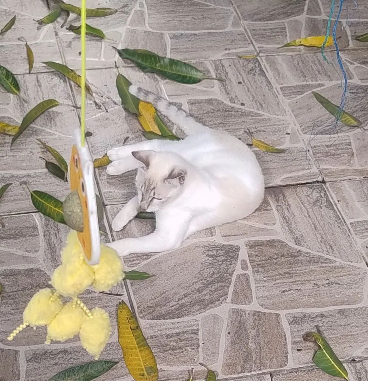 Gato lindo para adoção responsável - Foto 3
