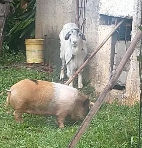 Mini pig (MATRIZ)  - Foto 2