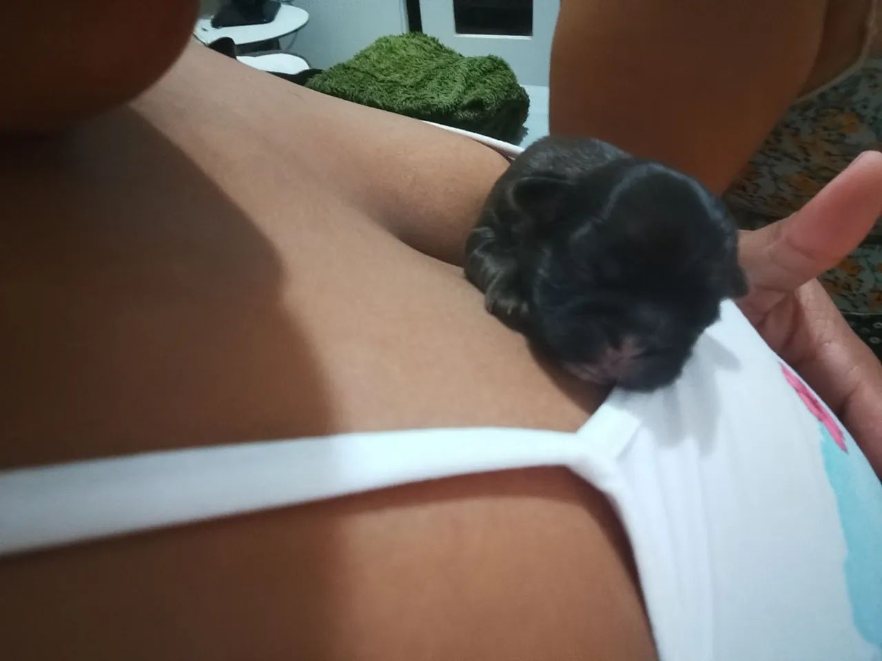 @#shihtzu - Foto 5