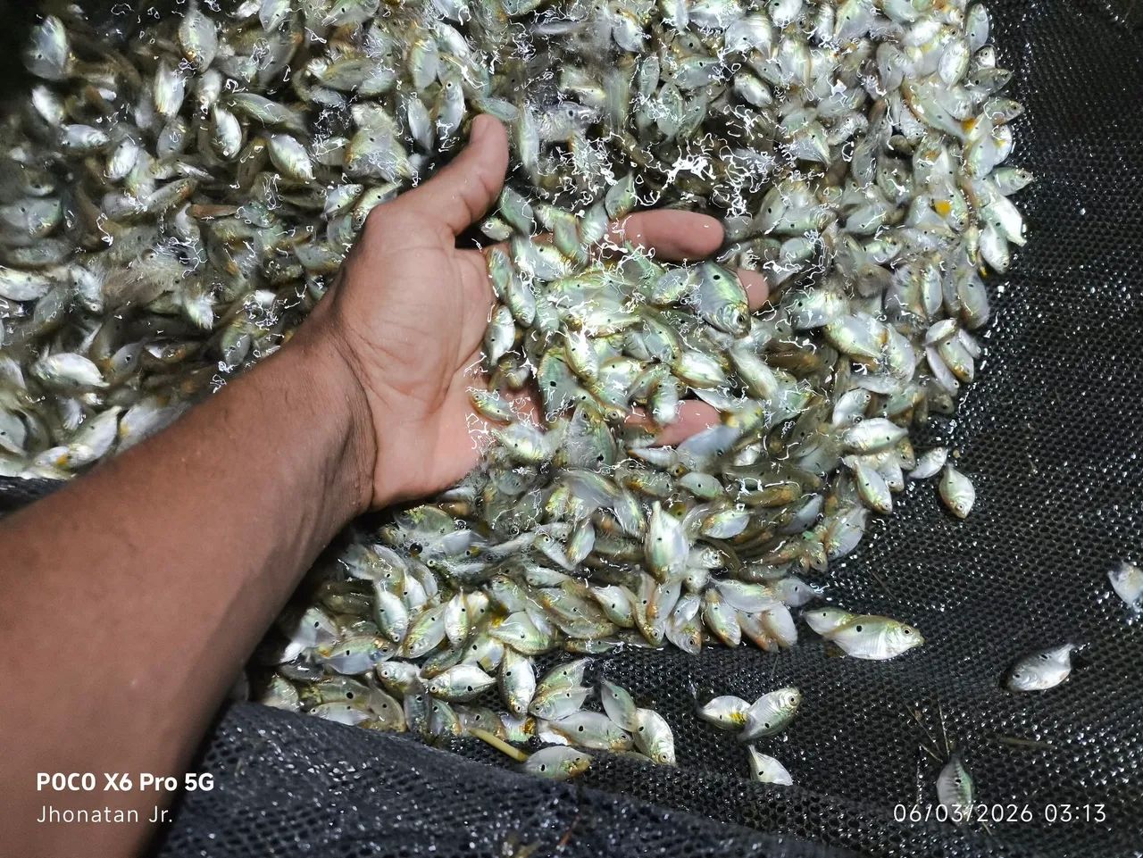 PEIXE DE ALTA QUALIDADE - Foto 2