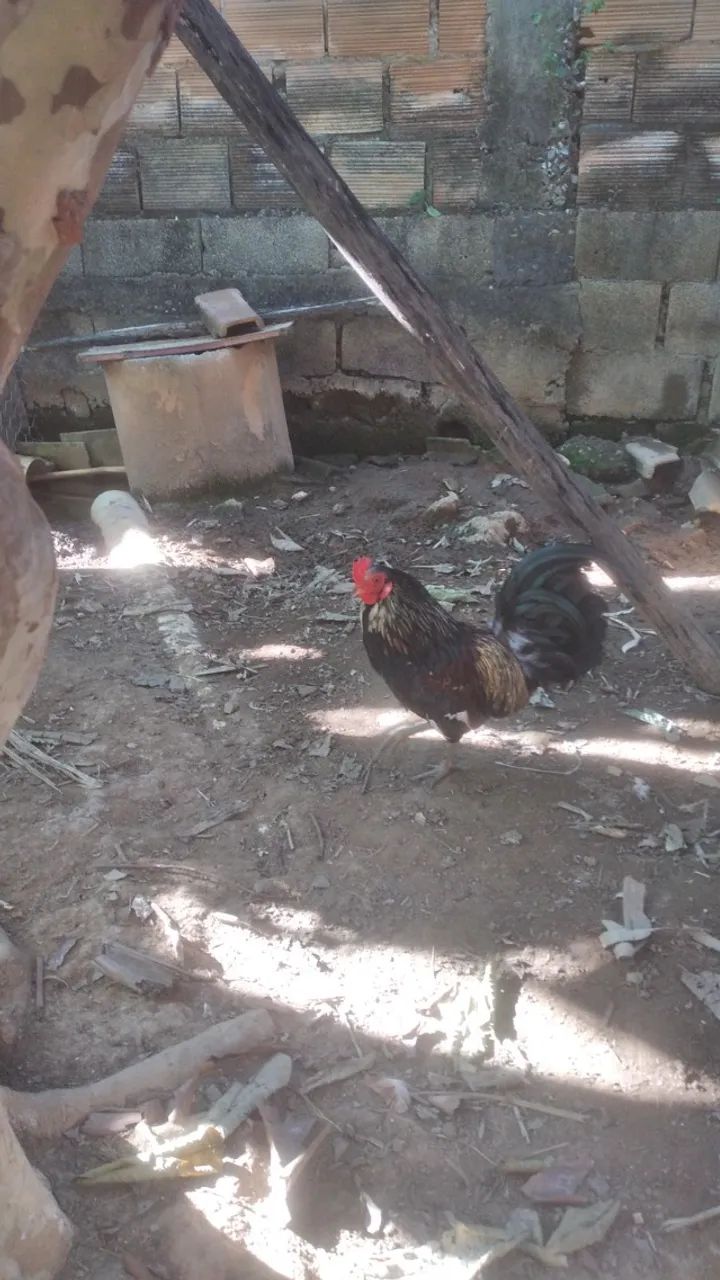 Galo - Foto 3