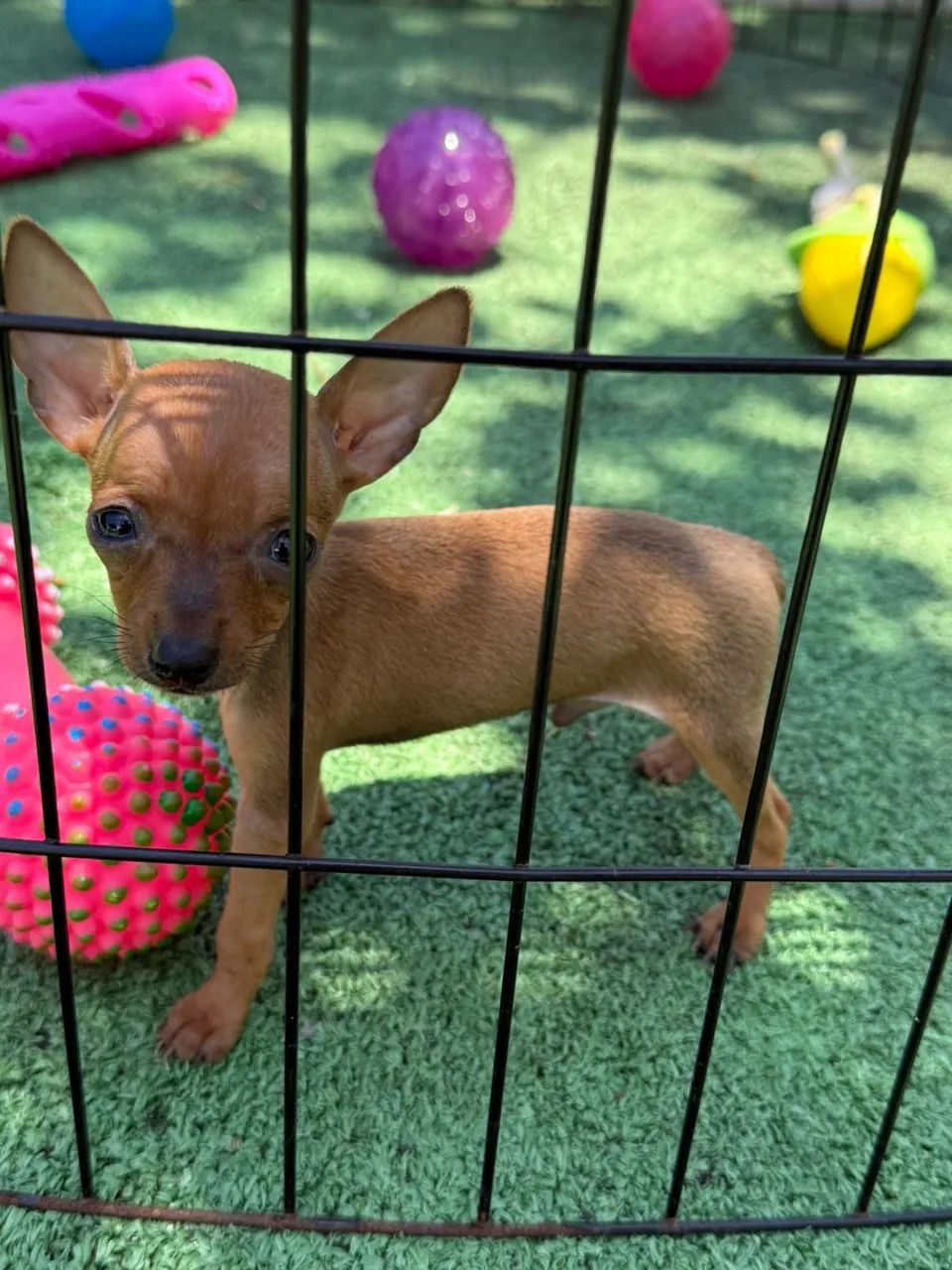 Pinscher Zero - Foto 3
