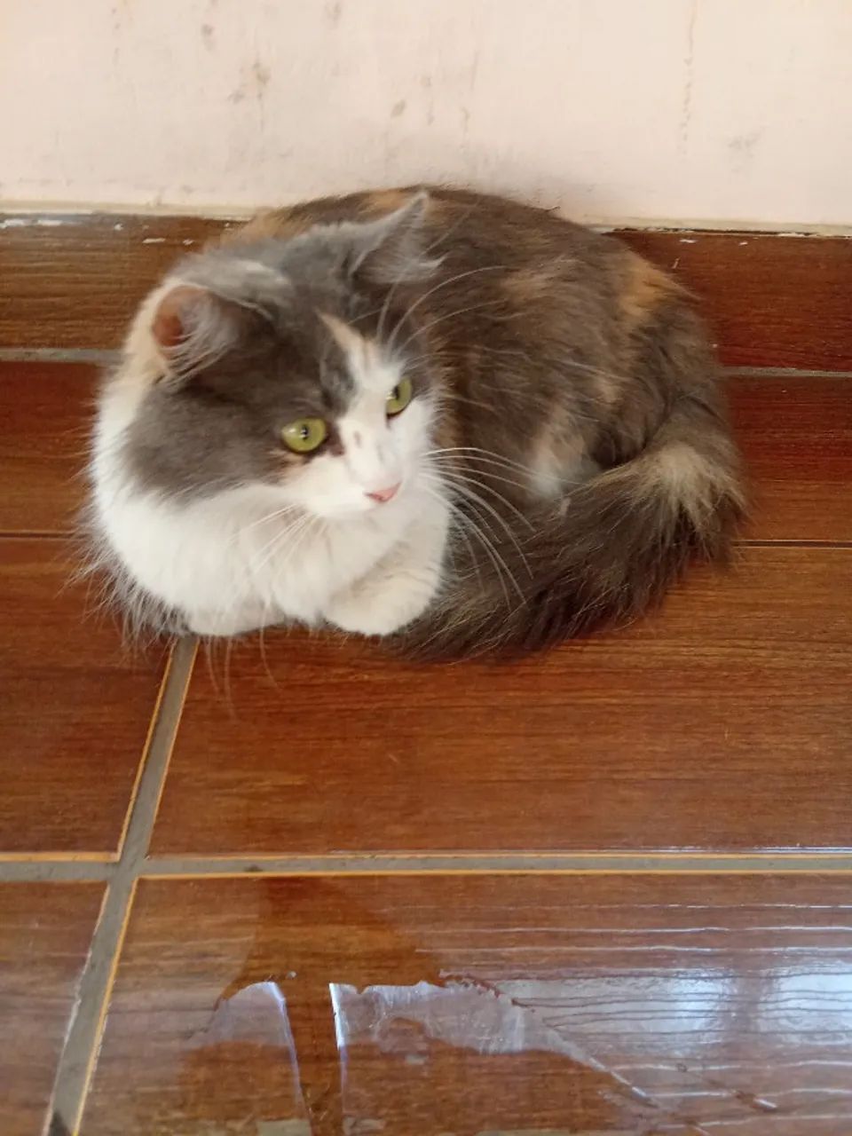 Gato para Adoção  - Foto 3
