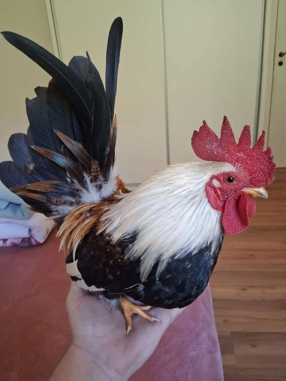 Galos Garnizé Nagazaki - Foto 4