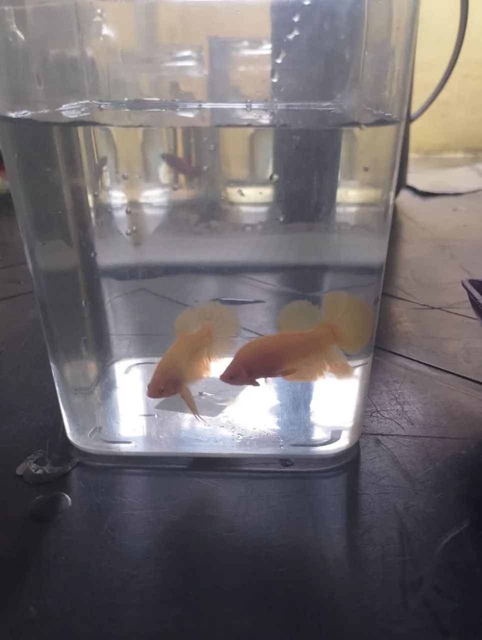 betta YS - Foto 2
