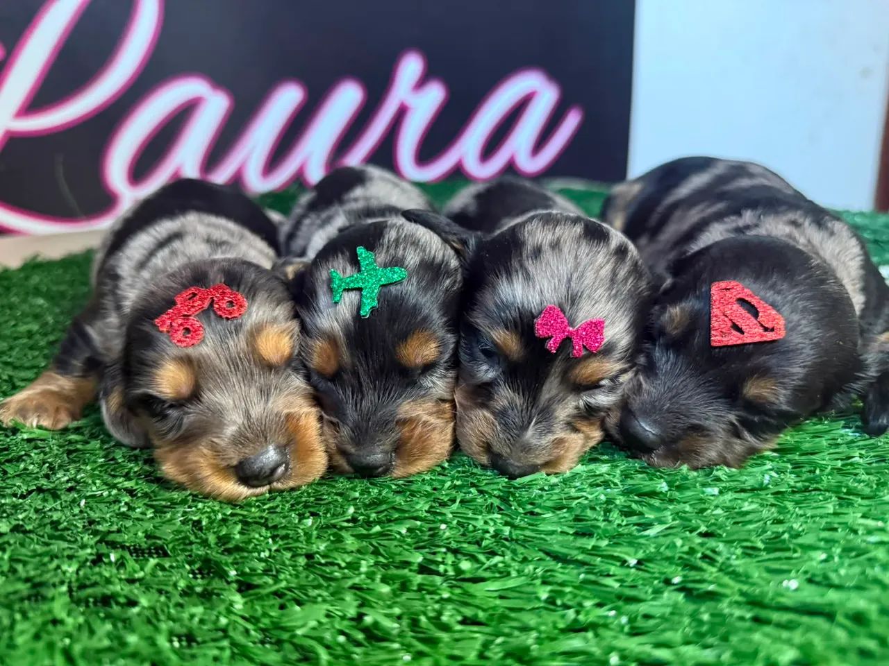 Daschund pelo longo -Alerquim com prata 