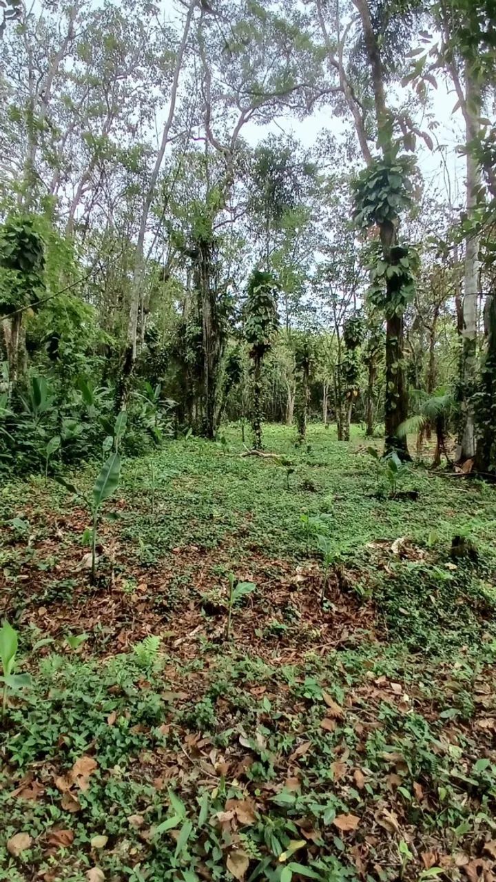 Foto - Juquiá - 