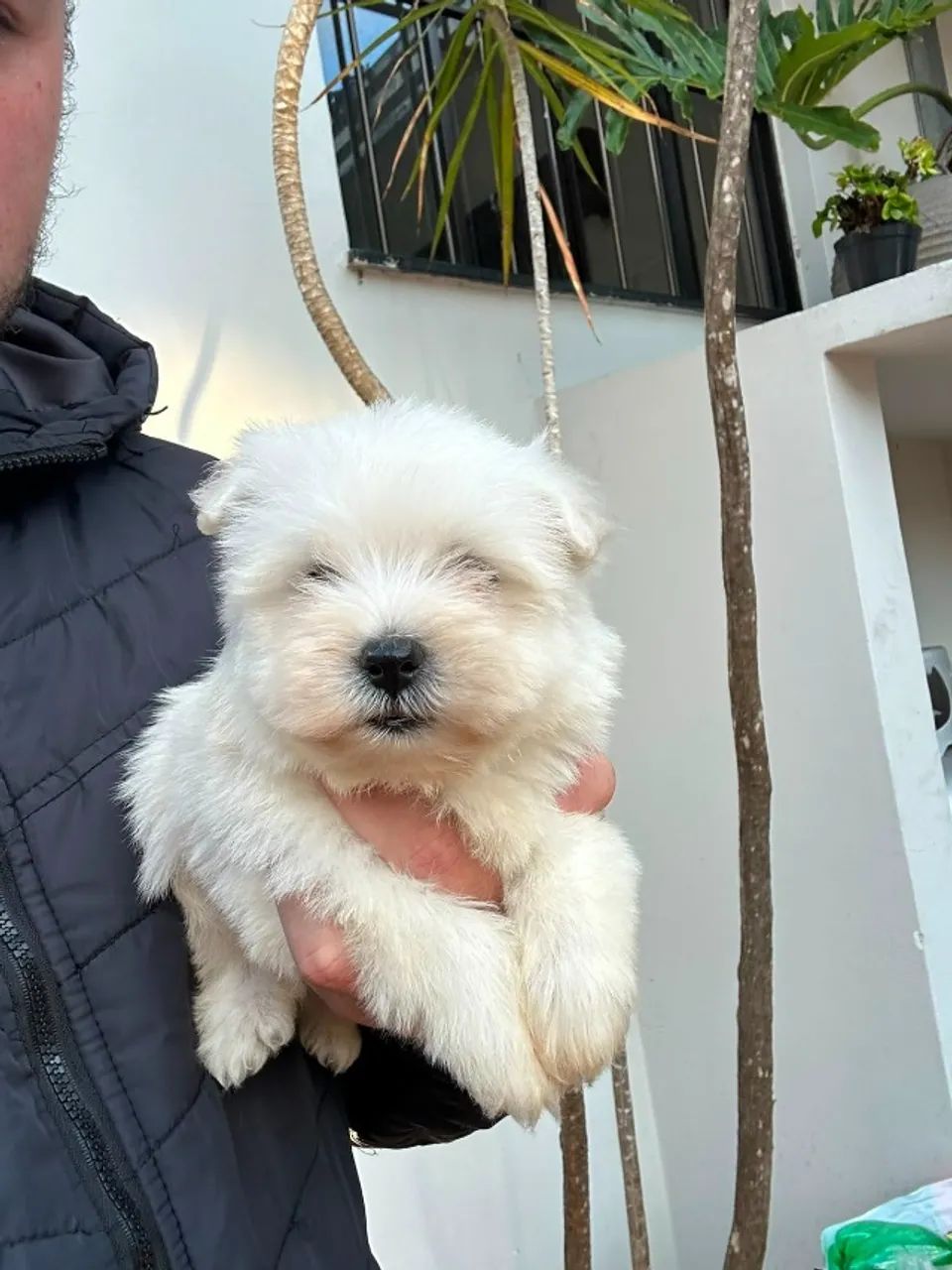 West Terrier 