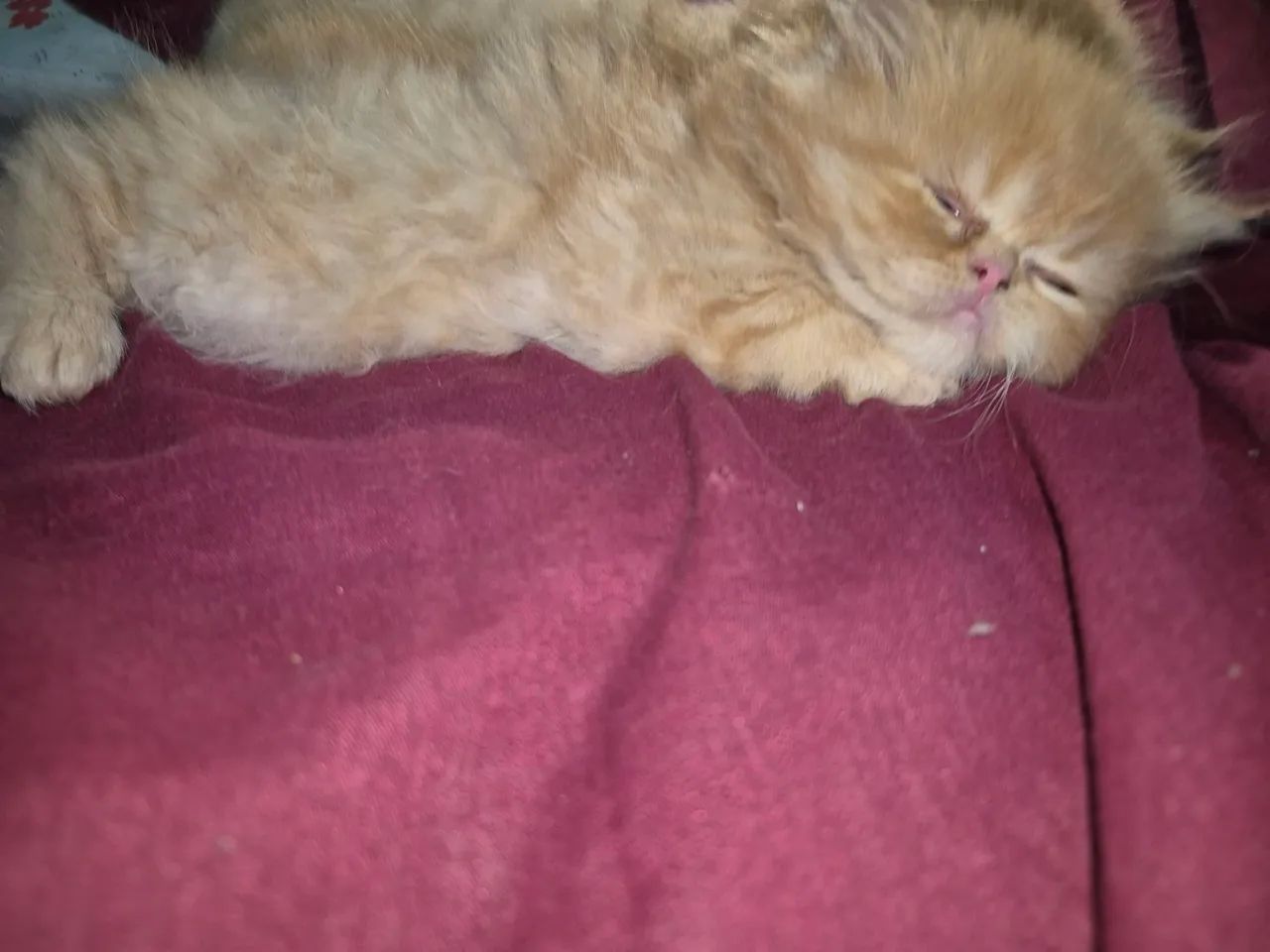 Gato persa - Foto 2