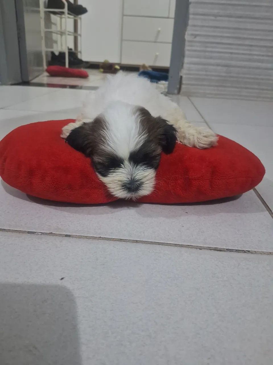 Cachorro ?  - Foto 2