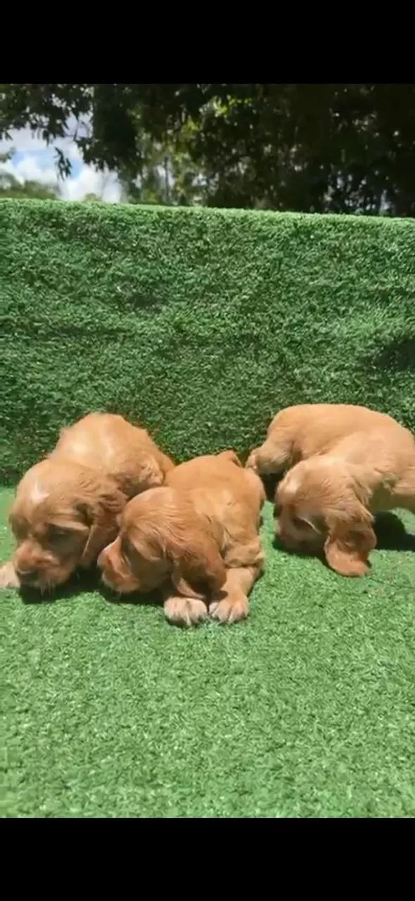 Cocker Spaniel com pedigree  - Foto 2