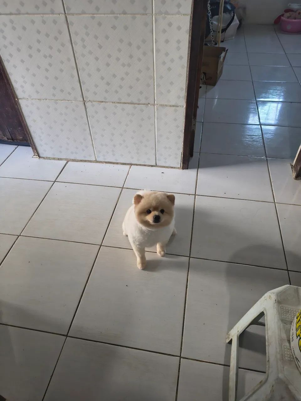 Lulu da palmeranea  - Foto 2