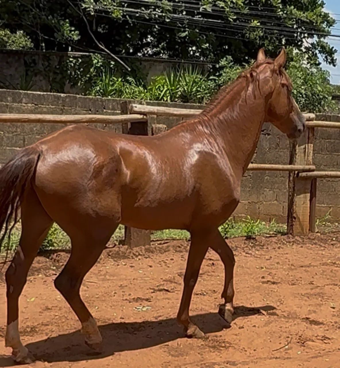 CAVALO MANGALARGA - Foto 3