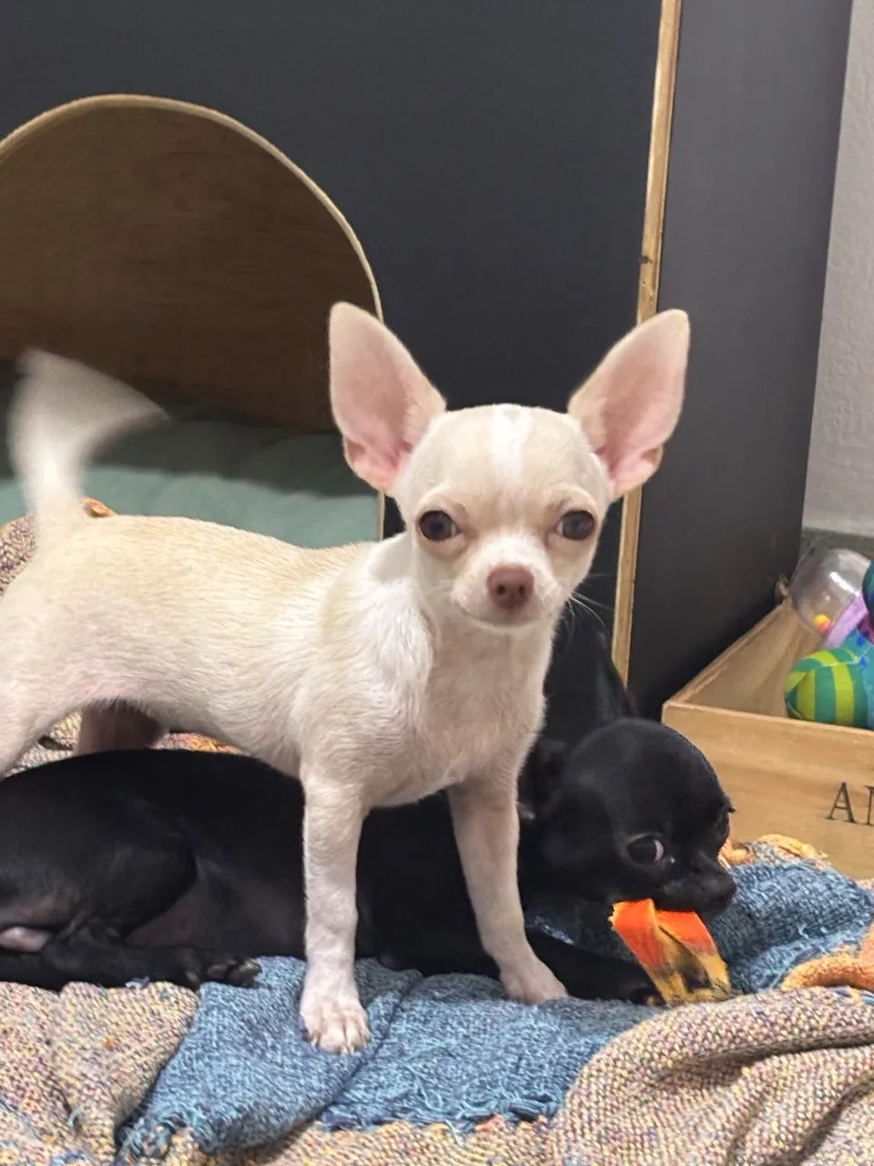 Chihuahua  - Foto 3