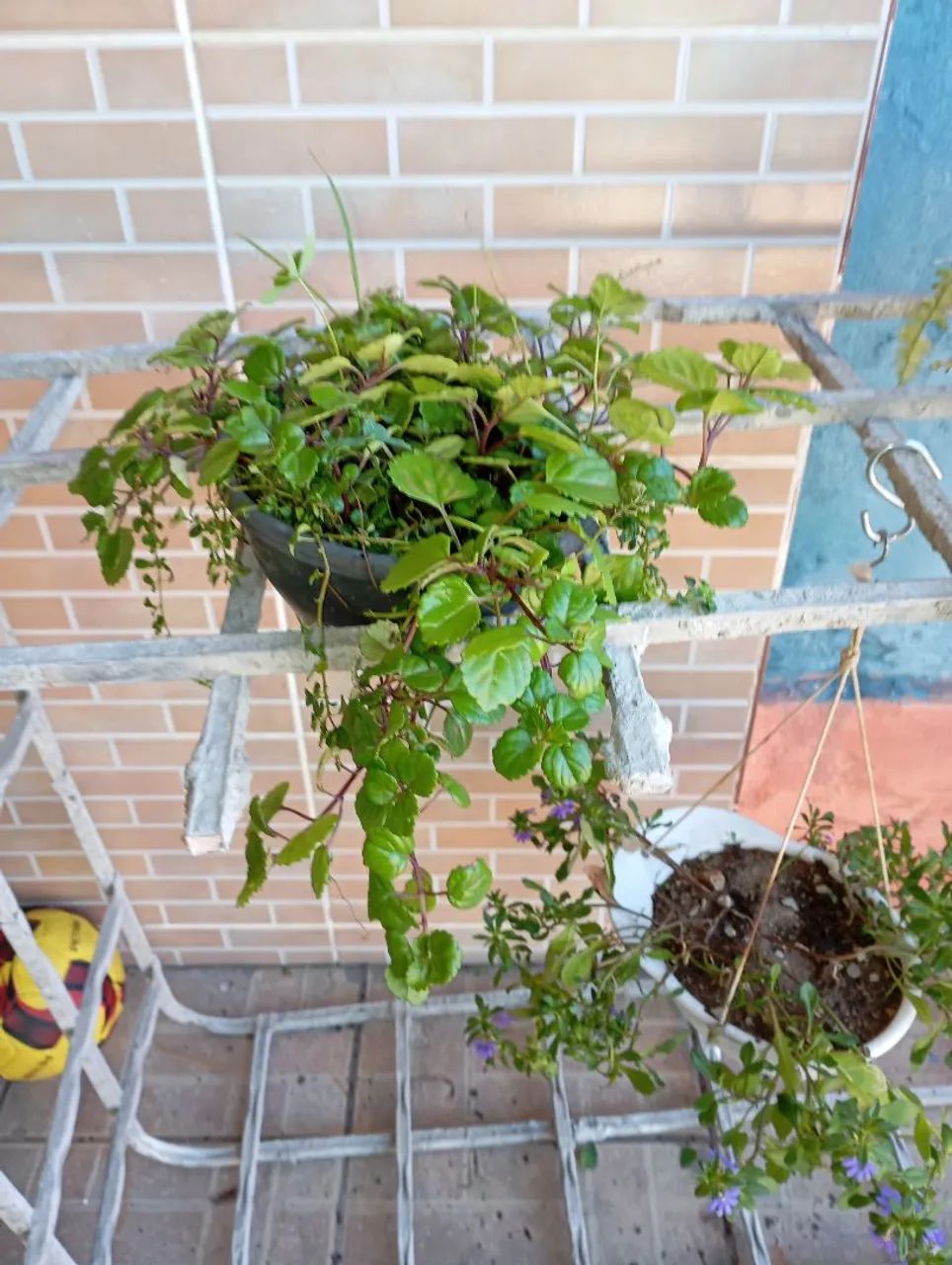 Sementes e plantas  - Foto 3