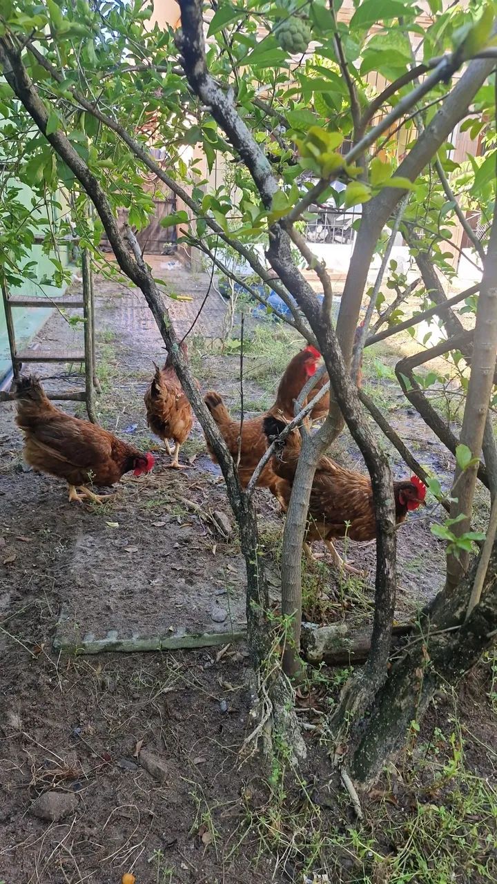 Galinhas e Galos 