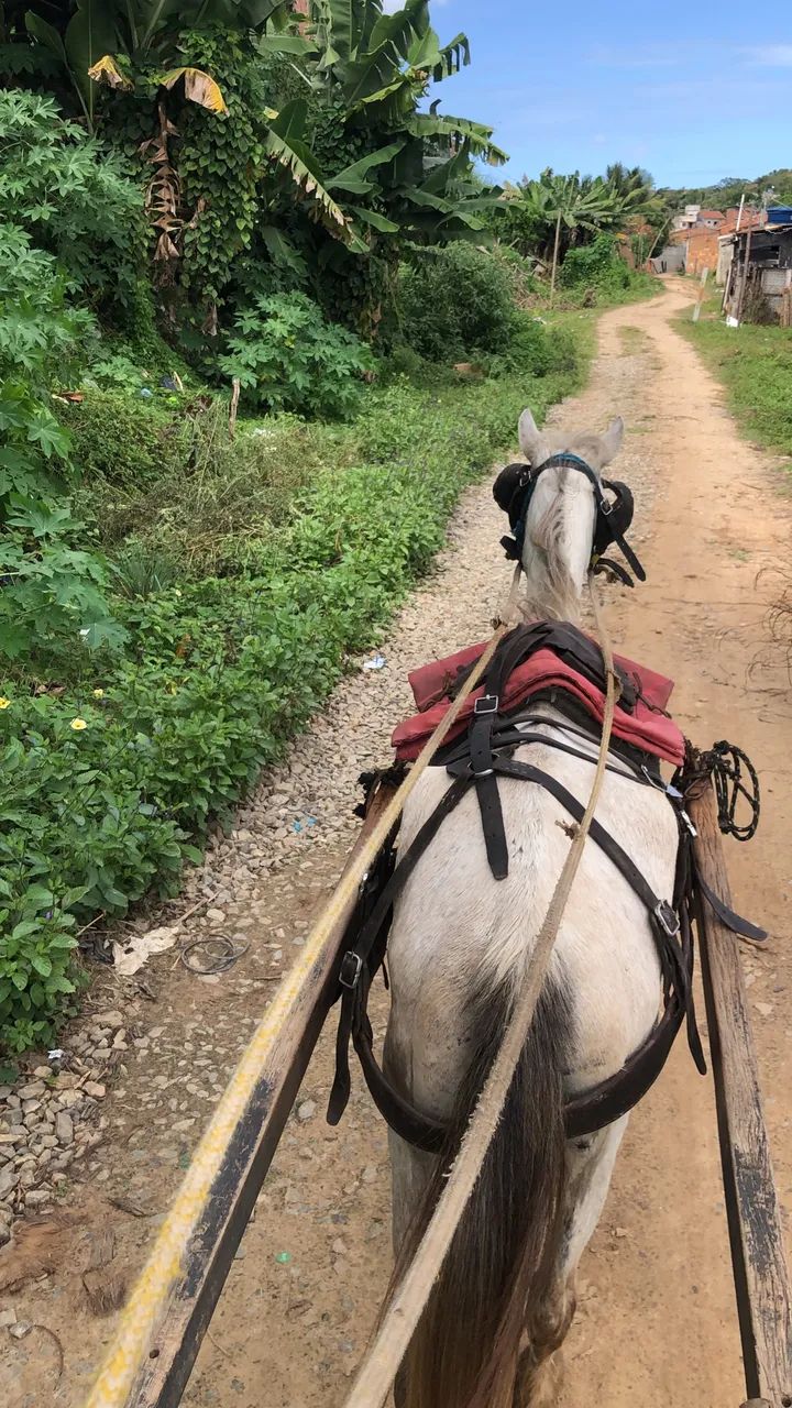 Vendo potra de montada e carroça 