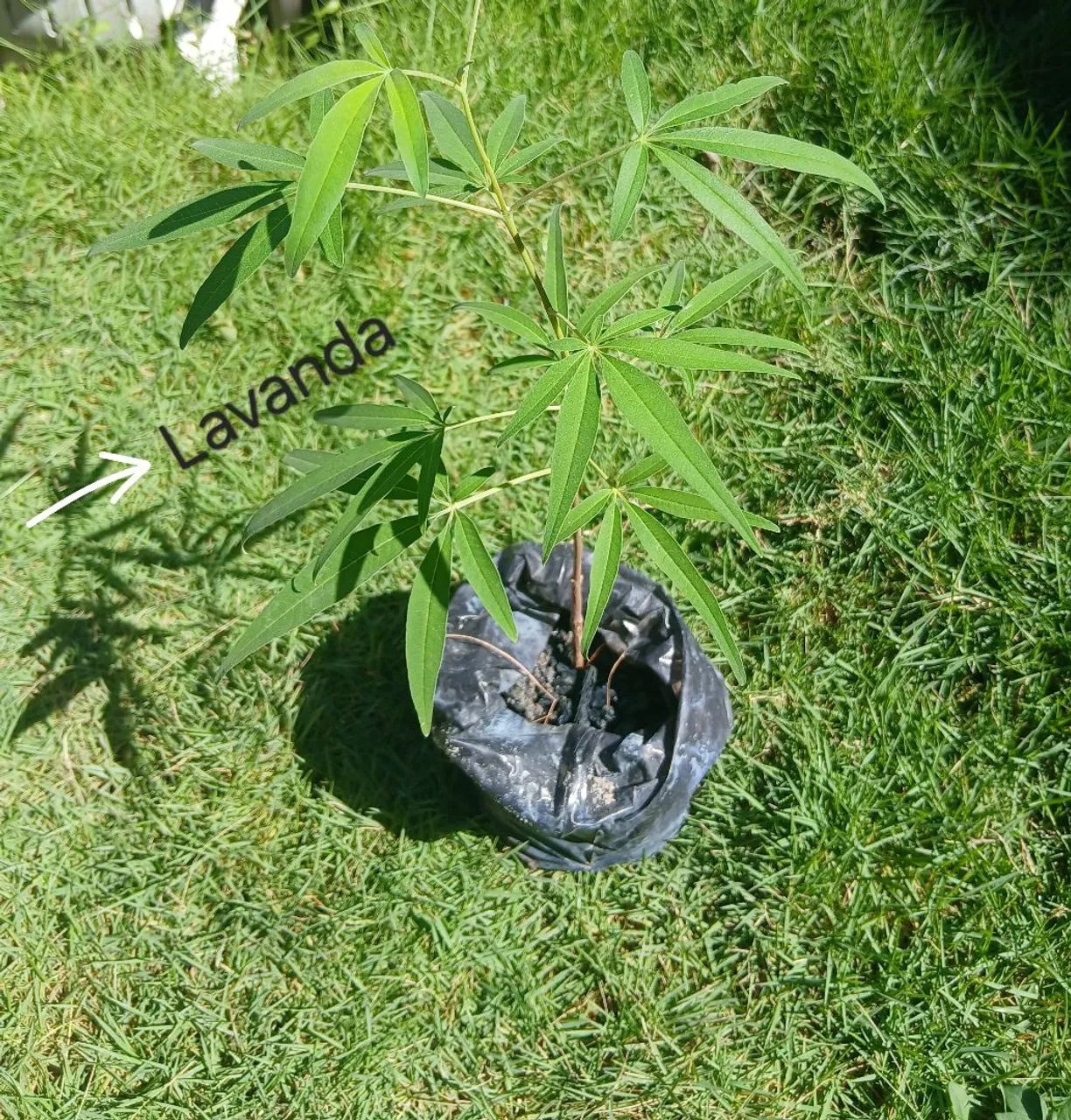 >> Mudas << - Foto 2