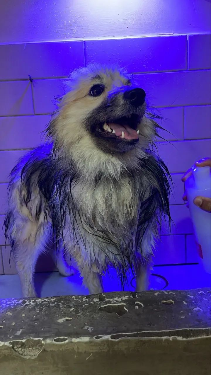 Cachorro Spitz alemão 